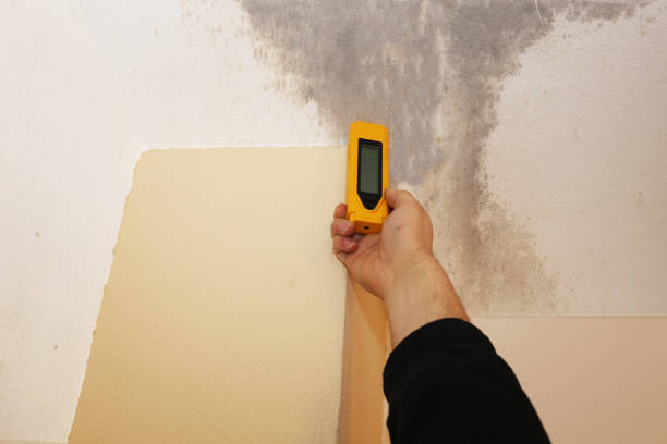 Best Environmental Consulting for Mold Prevention  in South Lancaster, MA