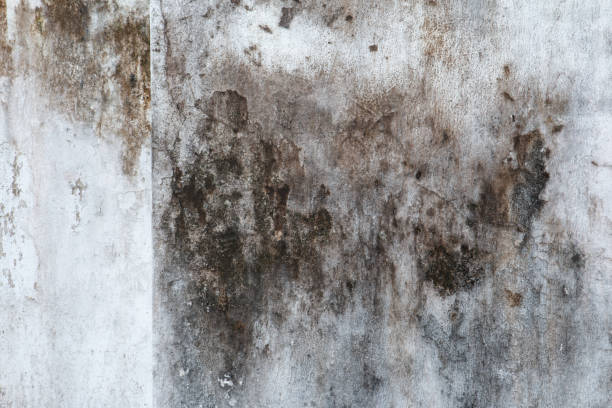 Best Forensic Mold Investigation  in South Lancaster, MA