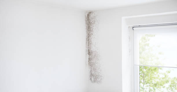 Best Airborne Mold Testing  in South Lancaster, MA