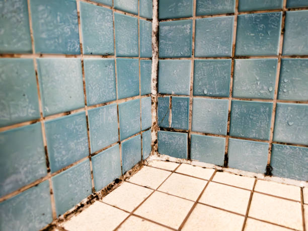 Best Mold Prevention Services  in South Lancaster, MA