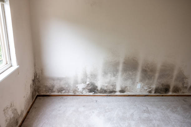Best Flood Damage  in South Lancaster, MA