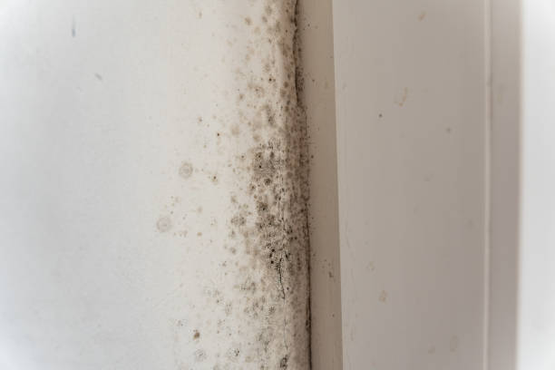 Best Attic Mold Removal  in South Lancaster, MA