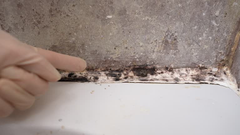 Best Mold Remediation for Healthcare Facilities  in South Lancaster, MA